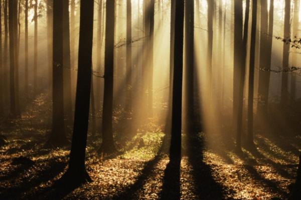 Ama daha sonra grnmeyen yaratk farkl sesler karmaya balam. Bir bebek gibi alyor , bir hayvan gibi tkryor ve bir kpek gibi havlyormu.