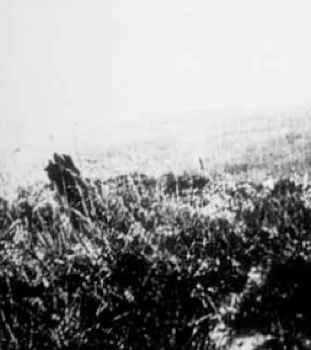 GEF- Konuan Yaratk: 1931 ylnn Eyll aynda Yahudi bir aile James, Margaret ve kzlar Voirrey(13) iftliklerinden devaml olarak kaz sesleri duymaya balamlar.