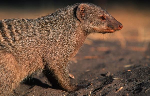 Daha sonra bu yaratk konumaya karar vermi ve kendini Gef olarak tanntm, o bir firavun faresiymi. Sylediine gre 1852 ylnda Yeni Delphi'de dnyaya gelmi.