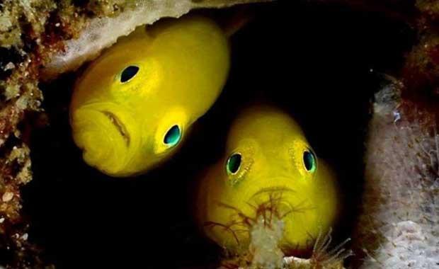 Okyanusun derinliklerindeki muhteem grntleri sizler iin bir araya getirdik...