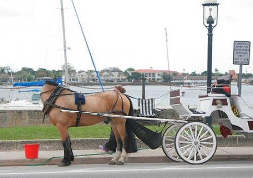 <p>Korkmayn basz bit at deil..</p>  Sadece gz yanlmas