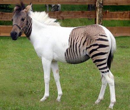 zebroid