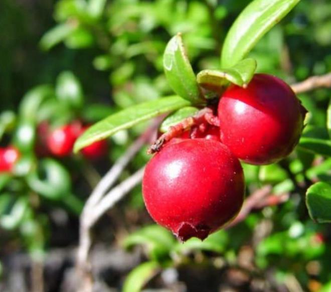 zellikle de kadnlar iin anti aging olarak ok faydaldr.