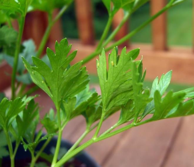 Uykusuzluk sorunlarn zme zellii vardr. Yatmadan nce bir yaprak tketmeniz halinde rahat bir uyku ekmenize yardmc olabilir. Ayca yorgunluu giderici zellii vardr. Sinir sistemini korur.