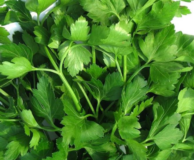 Astm hastalna da iyi geldii sylenmektedir. zellikle maydanoz suyunun astm ataklarnn iddetini azaltt ve bronlar at sylenir.