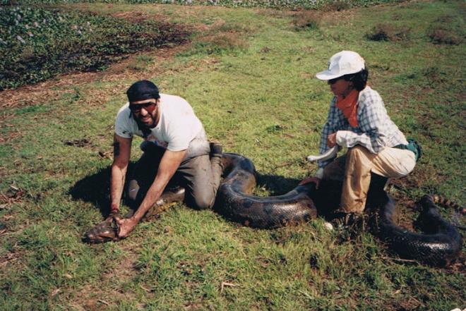 Florida yaban hayat biyologlar aldklar bir ihbar zerine inanlmaz byklkte bir Birmanya pitonu yakalad.