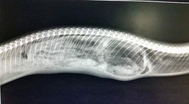 Baarl bir operasyon sonras veterinerler pitonun karnndan bir ailenin kpeinin oyuncak aysn grnce aknlklarn gizleyemedi.