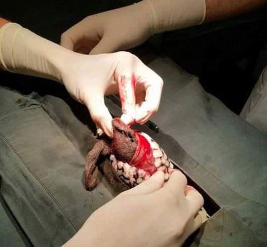 te operasyondan baz grntler...