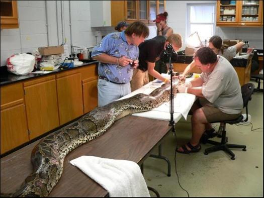 Bir geyii hatta bir timsah rahatlkla yutup sindirecek byklkte olan piton, blgede istenmeyen bir hayvan...