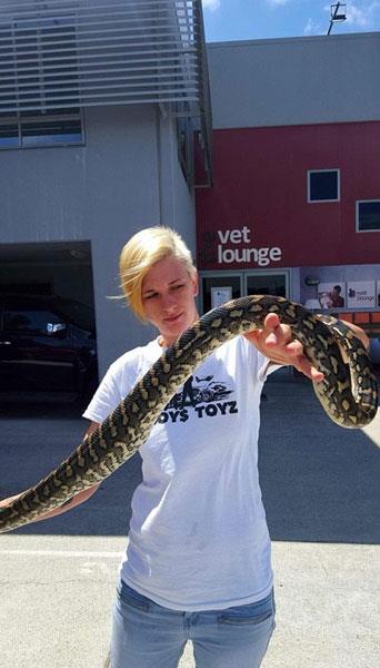 Veterinerler karnndan bir ikinlik fark ettikleri pitonun karnn anca neye uradklarn ardlar...