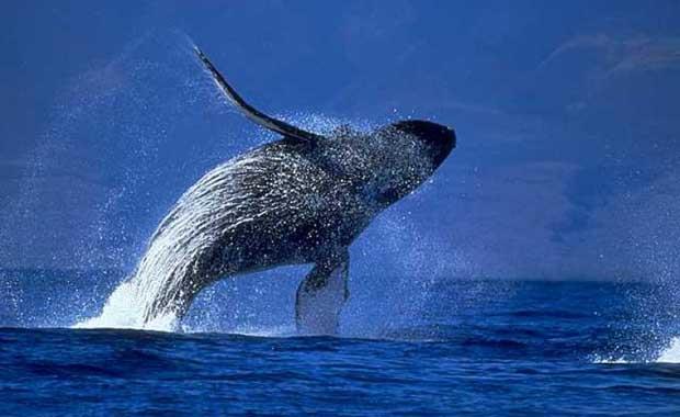 Bir Mavi Balinann Yutabilecei En Byk ey Nedir ?  <br>  a. ok Byk Bir Mantar  b. Kk Bir Araba  c. Greyfurt   d. Yelkenli  Duyduunuzda kulaa sama gelebilir fakat bu byk arkadamzn yutabilecei en byk ey bir Greyfurt.Olduka ilgin bir biimde,bir mavi balinann boaz onun gbek deliiyle (kk bir yemek taba boyutunda) hemen hemen ayn apa sahipken,kulak zarndan (byk bir yemek taba boyutunda) biraz daha kktr.