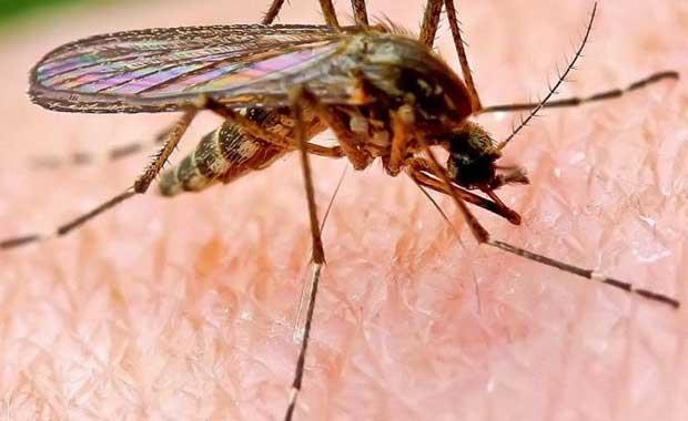 u Ana Kadar Yaam En Tehlikeli Hayvan Nedir ?  <br>  'Sivrisinek'  u ana kadar lm insanlarn yarsn (muhtemelen 45 milyar kadar) dii sivrisinekler ldrmtr.Sivrisinekler potansiyel olarak lmcl olan yzden fazla hastalk tar.Gnmzde bile her 12 saniyede bir kiiyi ldryorlar.