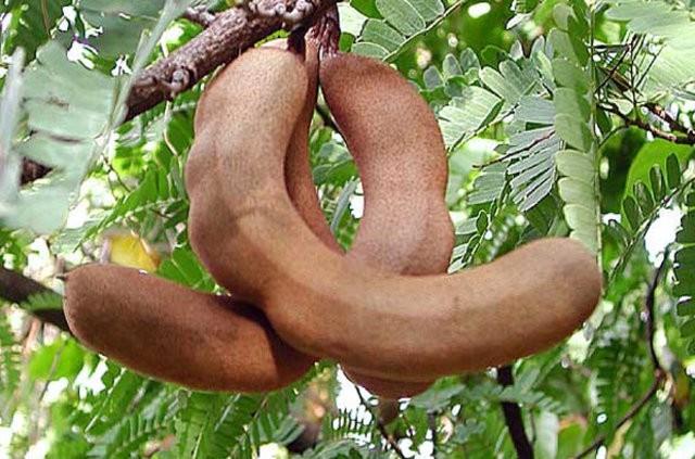 Demirhindi aacnn meyveleri yenebilecei gibi baharat olarak da kullanlr. Ayrca, reel ve demirhindi erbeti yapmnda kullanlr.