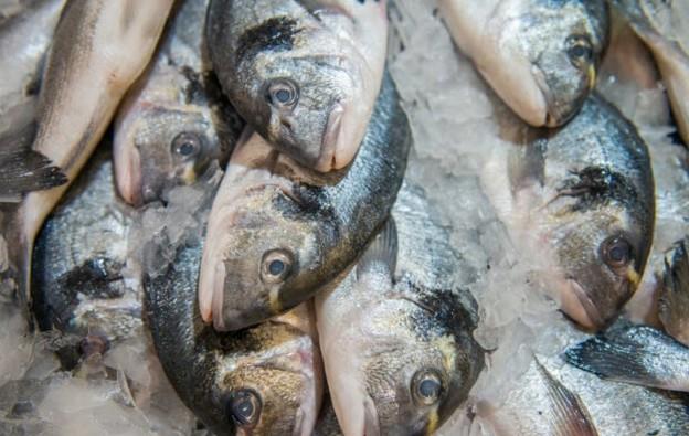 Yal deniz balklar, sardalye, uskumru, palamut gibi