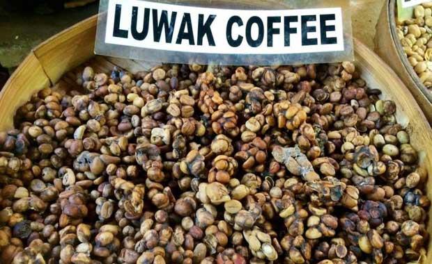 Kopi Luwak  <br>  D�nyan�n en pahal� kahvesi Kopi Luwak, kedi d��k�s�ndan �retilir. "E�siz tad�" ile benzersiz bir kahve deneyimi sunar.