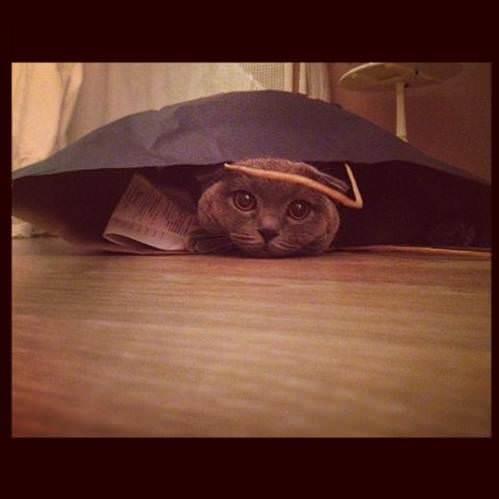 �clal Ayd�n  <br>  Ben anlam�yorum bu kediler bu torbalar� neden bu kadar sever?