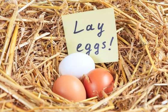 Suyun ierisinde yumurtya dndrn. Tam olmam yumurta suda aa yukar oynarken, olmu yumurta kusursuz bir ekilde dnebilecektir.