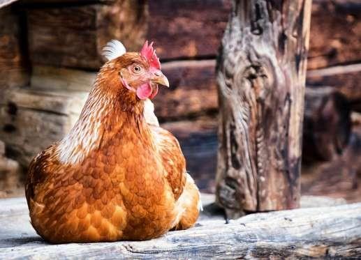 YUMURTANIN ERSNDE KAHVERENG LEKELER GRRSENZ MDENZ BULANMASIN!  Yumurta sarsnda bulunan bu kan hcrelerini yemek konusunda hibir sknt yoktur.