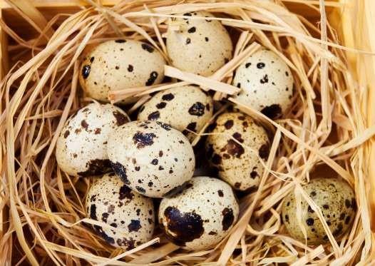 TEK YENEBLEN YUMURTA TAVUK YUMURTASI DELDR.  rdek, kaz, devekuu ve bldrcn yumurtalar da yenebilir