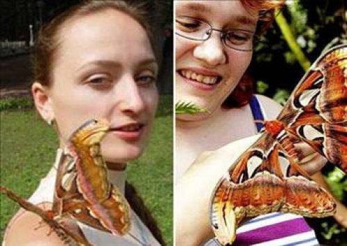 Dnyann en byk kelebei.