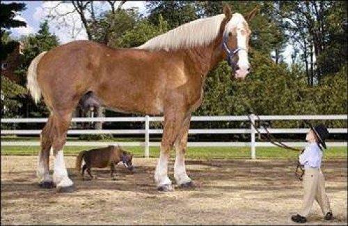 Dnyann en uzun ve en ksa at bulutu.