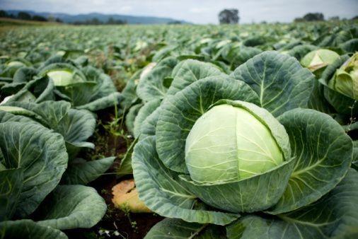 <p>E vitamini </p>  <p>  </p>  <p>  Neye yarar?: Hcrelere zarar veren moleklleri etkisiz hale getirir. Prostat kanserine ve Alzheimer'a kar korur. </p>  <p>  </p>  <p>  Dozu: 31+: Doal kaynaklardan 22 IU veya 33 IU sentetik E vitamini. </p>  <p>  </p>  <p>  Kaynak besinler: Yeil yaprakl sebzeler, kabuklu yemiler, bitkisel yalar ile tahllar.</p>