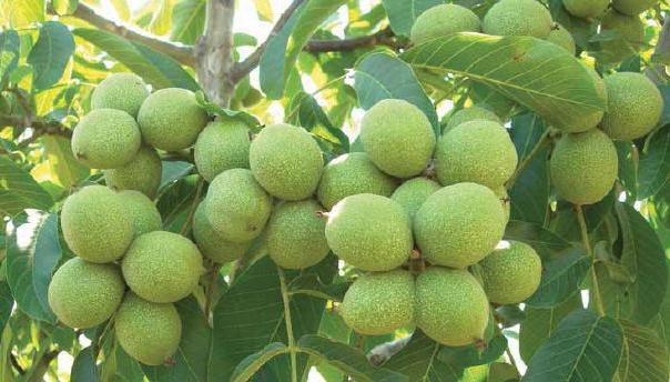 Yeil toksin atc... Sar gzellik... Beyaz baklk sistemi.... Mor uzun hayat... Krmz kalp sal...  Turuncu kanserden koruyucudur.