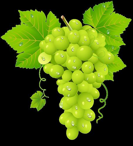 * zm salkm kalp eklindedir, her bir zm tanesi kan hcresi gibi grnmektedir ve aratrmalar zmn ciddi kalp ve kan canlandrc bir gda olduunu gstermitir.