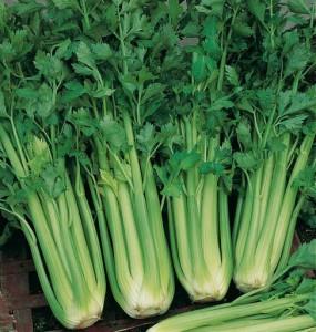 * Sap kereviz, in lahanas ve Rhubarb kemiklere benzer. Bu gdalar kemikler iin faydaldr, sodyum oranlar eit ve %23 dr. Gdanzda yeterli sodyum yok ise vcut kemiklerden eker ve kemikler zayflar. Bu gdalar iskeletinize faydaldr.