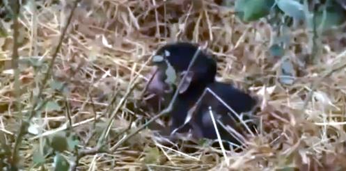 Yavru babunu paralamas beklenen Legadma, kendi yavrusu gibi sahip kar.