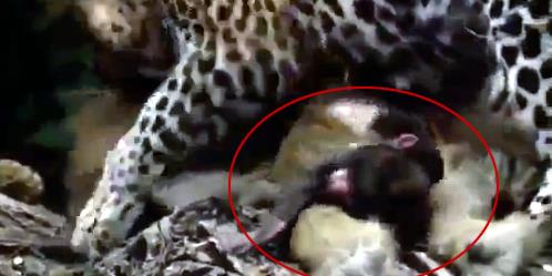 ldrd babunu aacn tepesine kard srada annesini brakmayan yavru babunu grr.