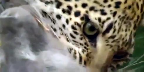 Erikinlie eren Legadma, karsna kan ilk babunla kran krana bir mcadele verir.