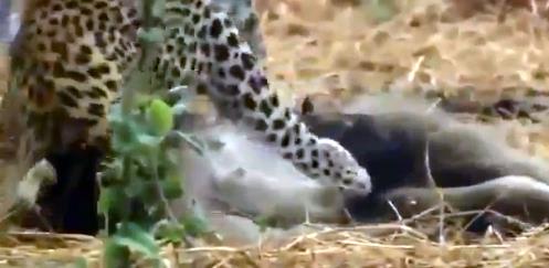 Saldr, Legadma&#8217;nn zerinde byk bir etki yaratr, babunlardan intikam alr.  Ancak intikam sahnesi dramatik bir hal alr.