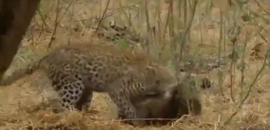 nl belgesel film yapmclar Beverly ve Dereck Joubert&#8217;in birka yl nce National Geographics iin ektikleri 'Legedama' ismini verdikleri bir leoparn hayatn konu alan belgeselin grntleri internette hala izlenme rekorlar kryor.