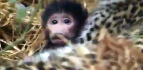 Bu srada yanna gelen bir srtlanla savar.