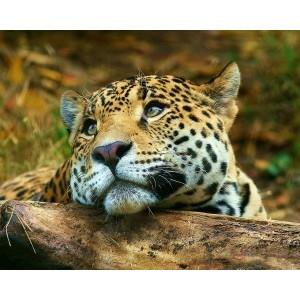 Legadma, birka aylkken babun saldrsna urar..