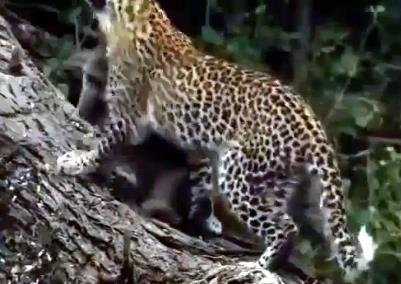 Ardndan aaca kard yavru babunun banda gece boyunca nbet tutar.