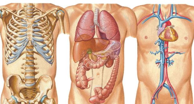 2046 Tm vcut organlar yeniden retilip oaltlabilecek. Hastalanan organn yerine yenisinin konmas en ok kullanlan ve en basit tedavi yntemi olacak.