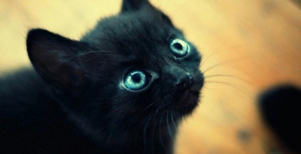 Bizim ülkemizde de çok fazla yaygın olan bu inancı hepimiz biliyoruz. Önünüzden kara kedi geçerse uğursuzluk getirdiği düşünülüyor. Kimileri kara kedi görünce saç çekerken, kimileri yolunu değiştirebiliyor. Fakat bu inancın getirdiğinin düşünüldüğü uğursuzluk son zamanlarda yerini kara kedi beslemek ile geri plana atmış gibi görünebilir.  Kara kedinin uğursuzluk getirdiği inancına inanışın tarihi ise orta çağa kadar uzanıyor. Antik Mısır&#8217;da Tanrıça Bast, siyah bir kedi olarak tasvir edilmekteydi. Hristiyanlara göre, diğer dinleri çağrıştıran her türlü obje kötü şans getirirdi ve dinlerine karşı çıkardı. Siyah kedi de dinlerine zarar verecek ve tanrıyla aralarına girecek bir obje olarak düşünülürdü. Hatta kedileri olan kadınlar bir dönem cadılıkla suçlanıp cezalandırılmıştır.