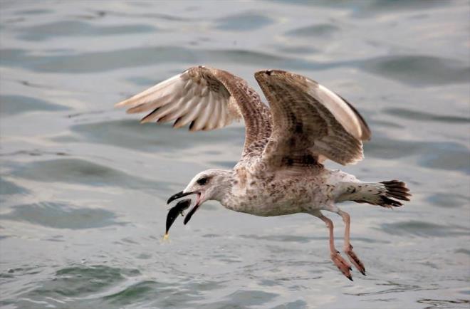 Yarmada evre ve Doa Fotoraf dalnda serbest foto muhabir Aykut Frat, avn kapp havalanan balkl fotorafyla ncl elde etti.