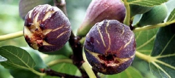 Nazilli'de uzun yaamann srlarn aratrmak iin uzun yaayan insanlarn kan deerlerine baklmas gerektiini ifade eden Karatay, "Bence inslinleri dk olan uzun yayor.