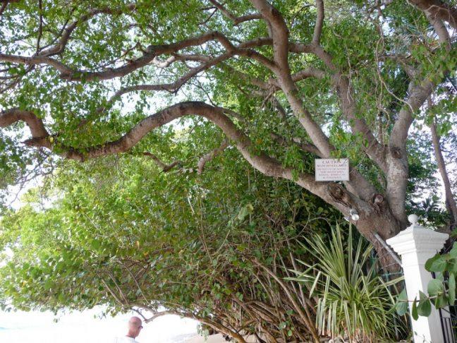 Vcut bu zehire kar ksa sre iinde tepki veriyor ve kabarcklar halinde su toplamaya balyor.