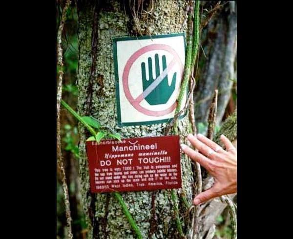 Guinness Rekorlar Kitabna girecek kadar tehlikeli olan ve "Dnyann En Zehirli Aac" olarak nlenen Manchineel Aac, Florida, Bahama, Karayibler, Orta Amerika ve Gney Amerika blgesinde rastlanan nadir bir tr.