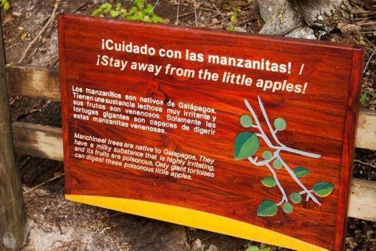 Meyvenin yanllkla srlmas ise, lmle sonulanan komplikasyonlar oluturmaktadr.