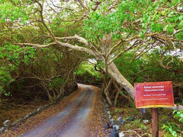 Eer yamur yaarken aaca yaklar ve aatan srayan bir yamur damlasna maruz kalrsanz, yine tehlike altndasnz demektir.