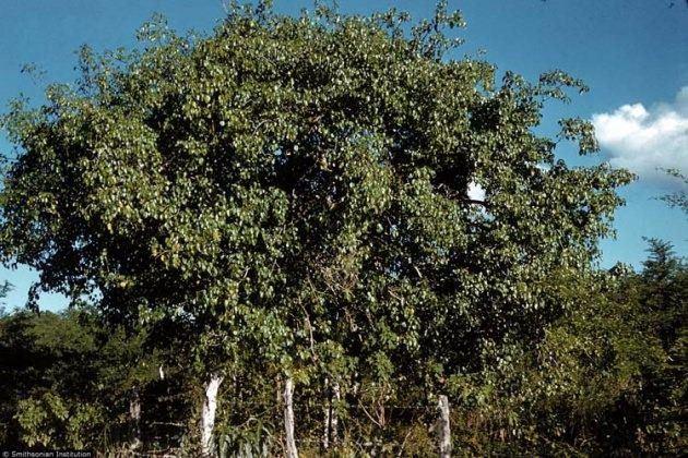 Yanan bir Manchineel aacnn duman gze temas ederse, krle bile sebep olabilmektedir.