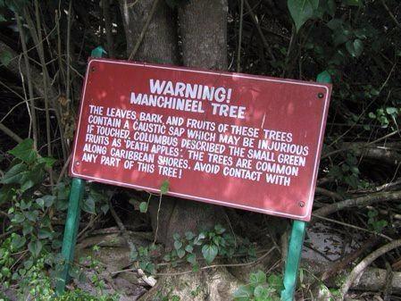 Bu yzden aacn bulunduu kimi blgelerde zel gvenlik nlemleri alnrken, aac tanmayan kiilerin zarar grmemesi iin zel "uyar" iaretleri ve tabelalara bavuruluyor.