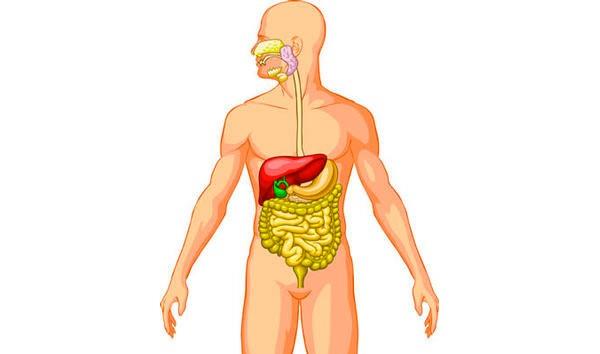 SNDRM SSTEM N  Kpe deliinin tam stndeki blge 5. blgedir. Bu blgeye uygulayacanz basn sindirim sorunlarna iyi gelir.