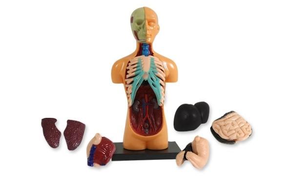  ORGANLAR N  Karn blgenizde uzun sren arlarnz varsa mutlaka doktora grnn. Geici bir zm olarak 2 numaral blgeye bir dakika mandal tutturmak rahatlama salayabilir.