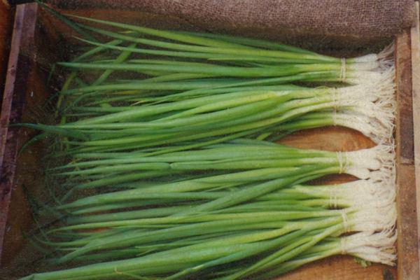 Ak havada yryler yapmakta fazla kilolarnzdan kurtulmanz yardmc olacak bir aktivitedir.